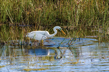 White heron on the Great river. Pskov region. Russia