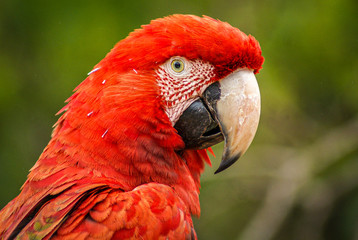 Red and Green Macaw / Arara Vermelha Grande (Ara chloropterus)