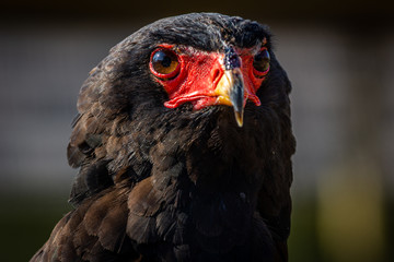 Bateleur / Águia Arlequim (Terathopius ecaudatus)