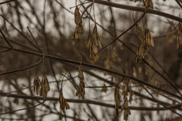 trees