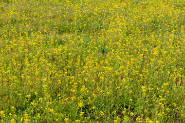 Scenery landscape of mustard field, Pahalgam, Jammu and Kashmir, India. 