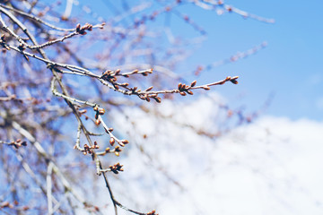Spring background.  Branches with buds on a background of blue sky, soft focus