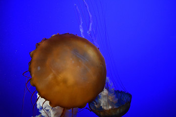 Jellyfish swimming towards you