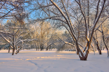 Obraz premium Beautiful winter morning in snowy city park at sunny weather