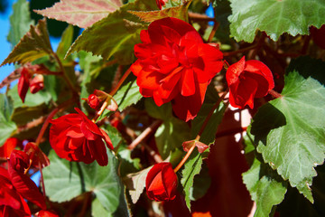 Numerous bright flowers of tuberous begonias (Begonia tuberhybrida) in garden.