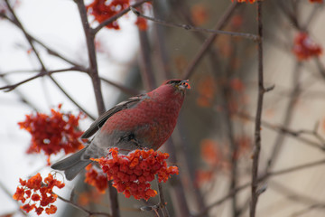 Pine grosbeak (Pinicola enucleator) male bird feeding on Sorbus berries