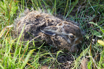 Wild baby hare ia sitting in thr grass. Stunning detail of the brown hare (Lepus europaeus). 