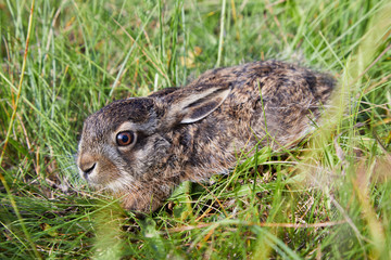 Wild baby hare ia sitting in thr grass. Stunning detail of the brown hare (Lepus europaeus). 