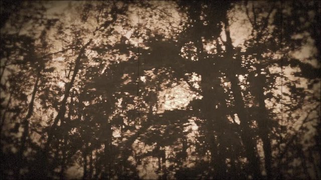 Vintage Driving - Driving past a mixed forest on a sunny day. POV shot taken out of the window of a driving car - vintage style / old film look / old projector look  - monochromatic film - ProRes