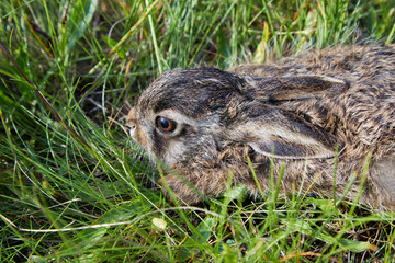 Wild baby hare ia sitting in thr grass. Stunning detail of the brown hare (Lepus europaeus). 