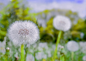 Dandelions gone to seed in a springtime lawn.