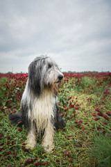 Adult bearded collie is sitting in crimson clover. He want it so much.
