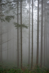 Atmospheric image of a foggy forest