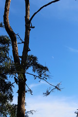 Pivert sur un arbre