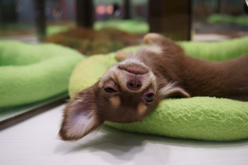 Sleepy puppy in a cage