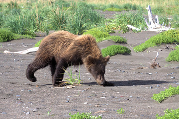 Brown Bear cub in Alaska