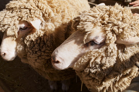 Keeping sheep that produce wool