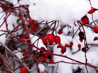 Red rosehip fruit on a background of snow lying on the branches of a shrub.