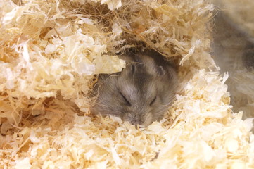 Keep small and cute hamsters