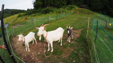 Horned goat raised on a ranch