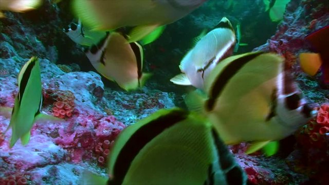 Cleaning station with barberfish