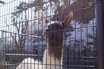 See the llama through the fence