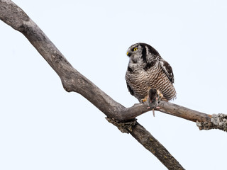 Northern Hawk Owl Perched on Snag and Holding a Mole