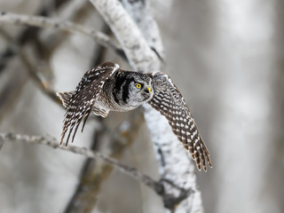 Northern Hawk Owl in Flight in Winter