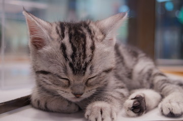 Cute american shorthair kitten sleeping