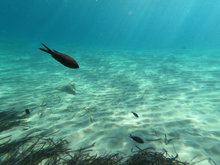 dolphins in sea