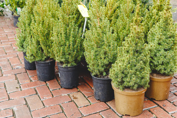 Pots with young conifer tree in a garden market, greenhouse, garden center.Little fir tree in pot in garden center for sale plants.Christmas fir trees for sale for landscaping landscape design outside