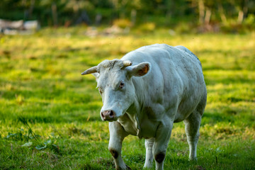 White Belgian Blue cow, special meat breed on grass field summer day late afternoon, Flemish part, Belgium, Europe. Eye contact, flies, moving towards the camera