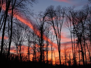 Obraz premium Abendrot - Sonnenuntergang im Wald