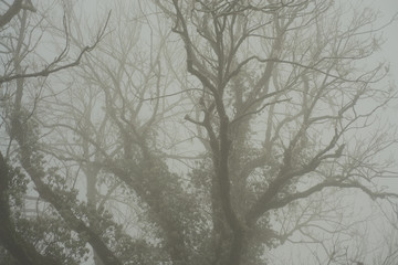 Bare trees in the fog