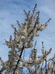 plum blossom in Pordic