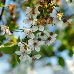 White petals of a blossoming apple tree against a blue sky