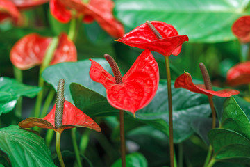 Red indoor flower in green foliage. Floral background