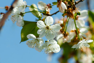 White petals of a blossoming apple tree against a blue sky