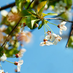 White petals of a blossoming apple tree against a blue sky