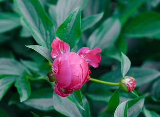 Pion. close-up. Red flower. floral background
