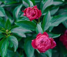 Pion. close-up. Red flower. floral background