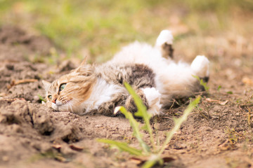 Siberian cat walks in the yard and lies on her back relaxed