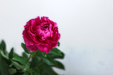 Pion. close-up. Red flower. floral background