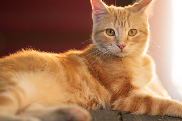 Fototapeta na wymiar red kitten resting lying on a wooden bench in the yard