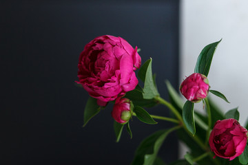 pink rose on black background