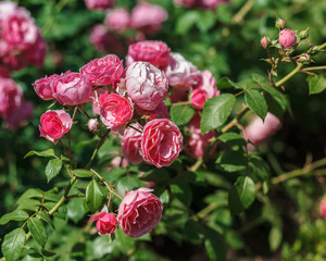 Rose bush in the garden park. Beautiful roses. Floral background