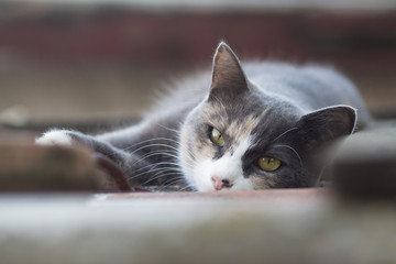 serious tired cat lies on the roof, portrait of a pet, domestic animals lifestyle