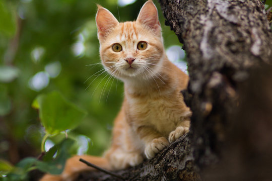cute kitten climbs a tree trunk in the garden, a curious pet walking, hunting and playing outdoors in summer