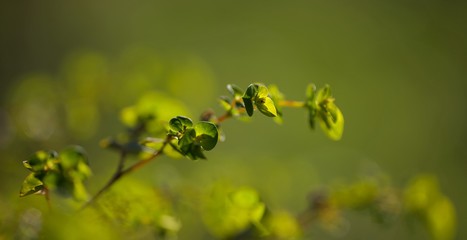 Plante jardin sauvage - macro euphorbe 