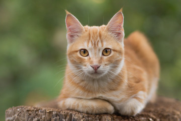 Naklejka na ściany i meble cute red kitten sitting on a tree stump in the yard, the cat walks on rural nature, pets concept